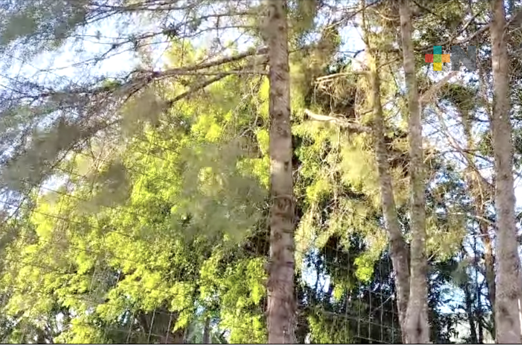 SPC emite aviso especial por surada intensa en territorio veracruzano